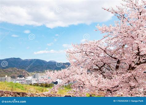 Hikone Castle Spring Cherry Blossoms in Shiga, Japan Stock Photo ...