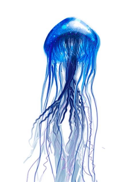 Jellyfish Png Transparent Images Png All