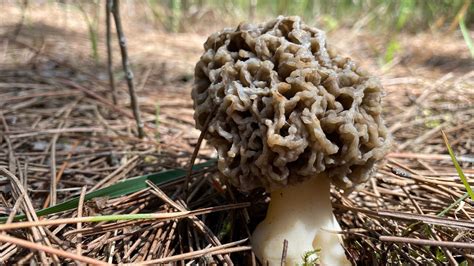 Foragers Culinary Orgasm How To Cook Morels The Most Delicious Way