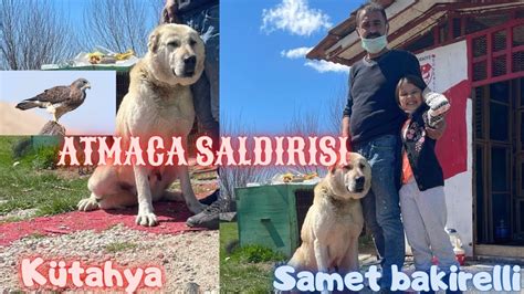 Kütahya dan Samet bakirelli Kümesi Ve Oyun Kuşları ve ATMACA SALDIRISI