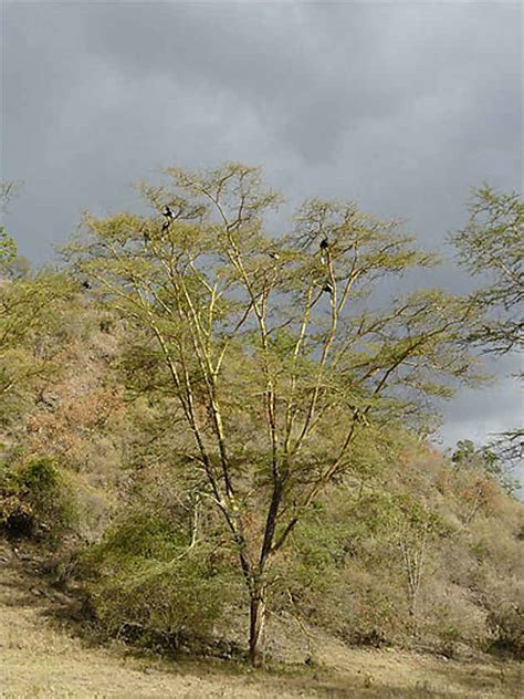 Arbre Avec Des Singes Colobes Lac Et Parc National De Nakuru Vall E