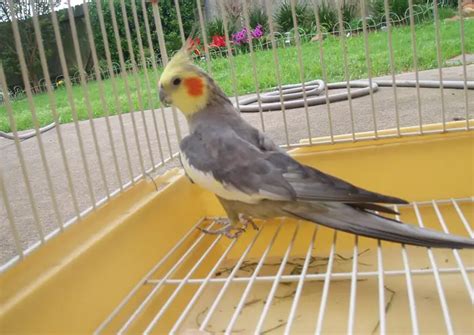 Cockatiel Cage Size And Type: What You Need To Know