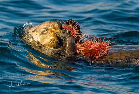 Sea Otter Eating Purple Sea Urchins | Vancouver Island, British ...