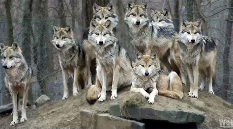 Wolves vs. Dogs: 13 Facts About Wolves & Dogs To Blow Your Mind - BARK Post