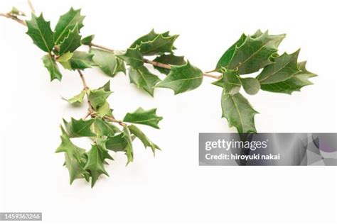 5,104 Japanese Holly Stock Photos, High-Res Pictures, and Images ...