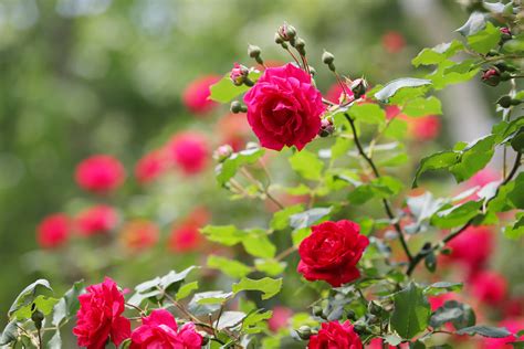 Download Red Flower Red Rose Rose Bush Nature Rose Bush Image