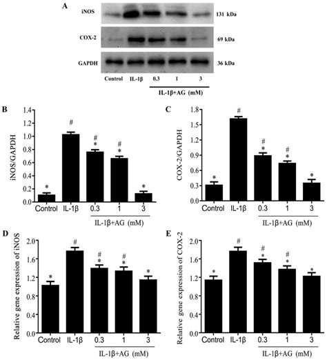 Aminoguanidine Inhibits Il‑1β‑induced Protein Expression Of Inos And