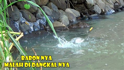 Akhirnya JACKPOT Mancing Ikan Nila Di Sungai Gengngong Part Ll