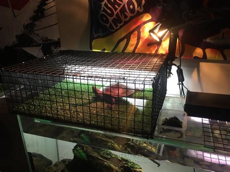 Diy Above Tank Turtle Basking Area Aquariums