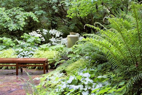 Best Ferns To Plant Shade Garden Plants Woodland Garden