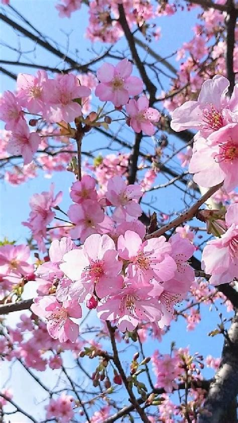 Cherry blossoms on the tree; their scent of sweetness is divine.🌸💮 | Flower planters, Cherry ...