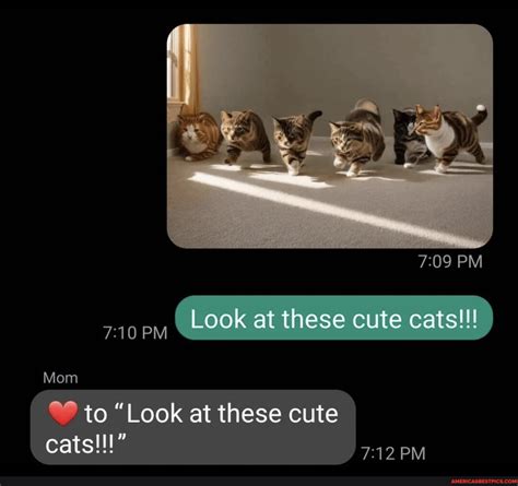 Sex Pm Py Look At These Cute Cats Mom To Look At These Cute Cats