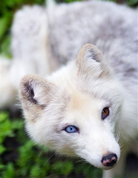 Arctic Fox Arctic Fox The Arctic Fox Also Known As The W Flickr