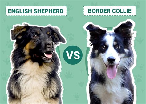 English Shepherd vs. Border Collie: The Differences (With Images) – Dogster