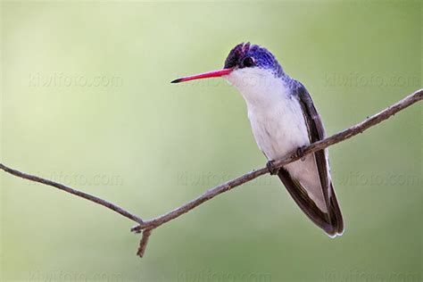 Violet-crowned Hummingbird Pictures and Photos - Photography - Bird ...