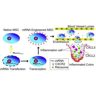 MRNA Engineered Mesenchymal Stromal Cells Expressing CXCR2 Enhances