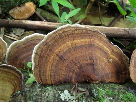 Trametes Variegata Berk Zmitr Wasser Ezhov Colombian Fungi