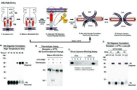 Current Model Of Aslv A Env Mediated Membrane Fusion Highlighting Some