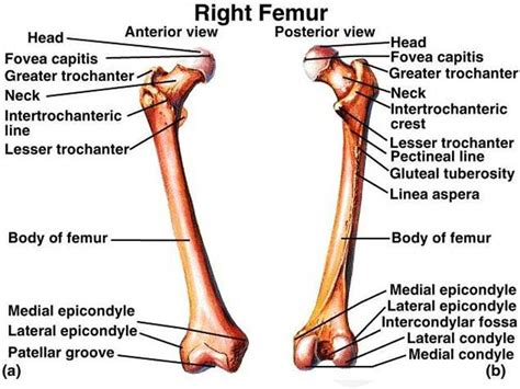 Bony Markings Of The Femur Diagram Quizlet