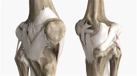 3D model Human Knee Joint Anatomy VR / AR / low-poly | CGTrader