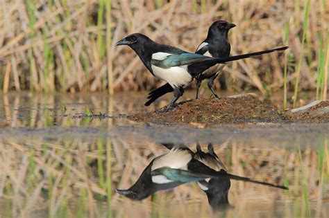 Eurasian Magpie Az Birds