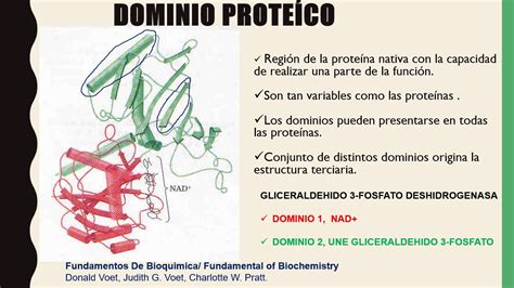 Qu Es Un Motivo En Las Prote Nas Acut Net