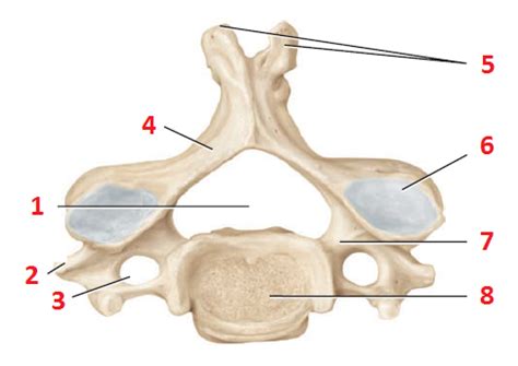 SUPERIOR VIEW OF A TYPICAL CERVICAL VERTEBRA Flashcards Quizlet