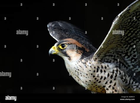 Peregrine falcon stoop hi-res stock photography and images - Alamy