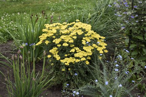 'Firefly Sunshine' - Yarrow - Achillea hybrid | Proven Winners