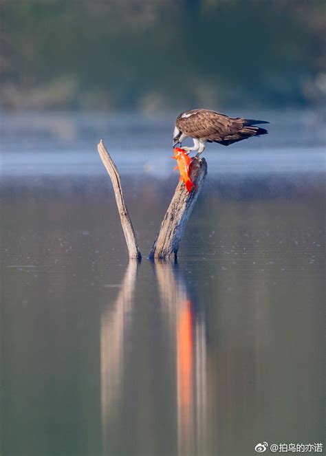 鹗（pandion Haliaetus）是鹰形目鹗科鹗属的鸟类，又名鱼鹰鹗鸟类沙河水库新浪新闻