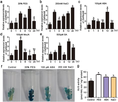 Inducible Expression Patterns Of Osrbohb In The Leaves Of Rice Cv