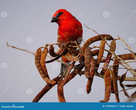 Red Fody Bird Perching in Natural Habitat Stock Image - Image of bird ...