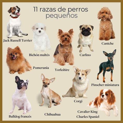 Razas De Perros Peque Os Las Mejores Para Tener Como Mascotas In