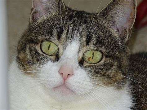 Anisocoria In Cats Causes Care Guide Vet Answer Catster