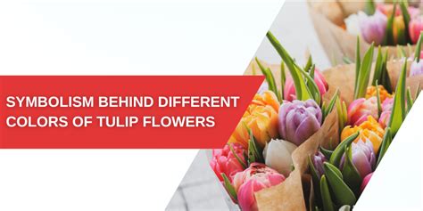 Symbolism Behind Different Colors Of Tulip Flowers