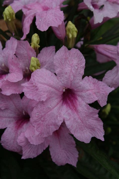 Katie Pink Dwarf Ruellia, Dwarf Mexican Petunia, Desert Petunia