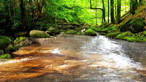 Relaxing Sounds Of Water Stream Mins The Sounds Of Nature Youtube