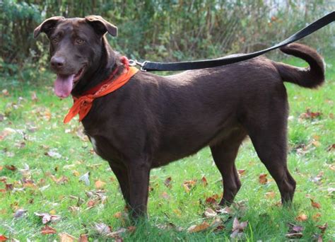 Dog For Adoption Latte A Chesapeake Bay Retriever And Chocolate