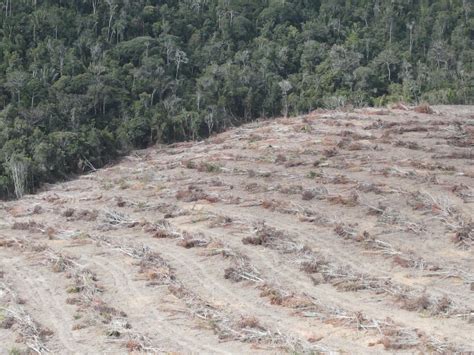 Operação Mata Atlântica em Pé 2024 detecta mais de 500 hectares de