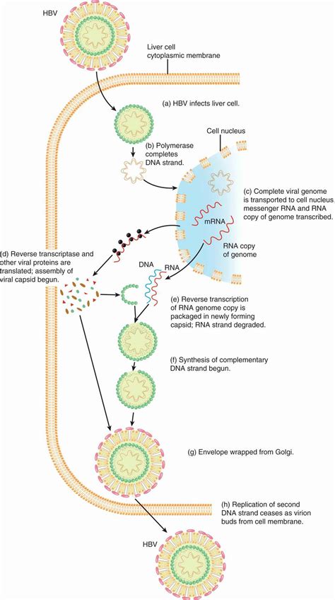 13 Hepatitis Viruses Basicmedical Key