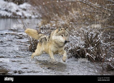 Gray Wolves Predators