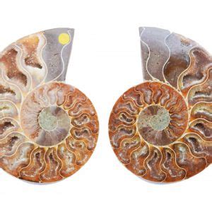 Ammonites With Pyrite Jurassic Jacks Fossil Shack