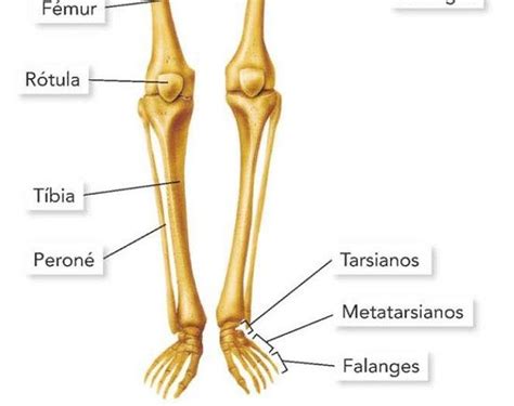 Extremidades Inferiores Huesos De La Pierna Huesos Anatomia Humana