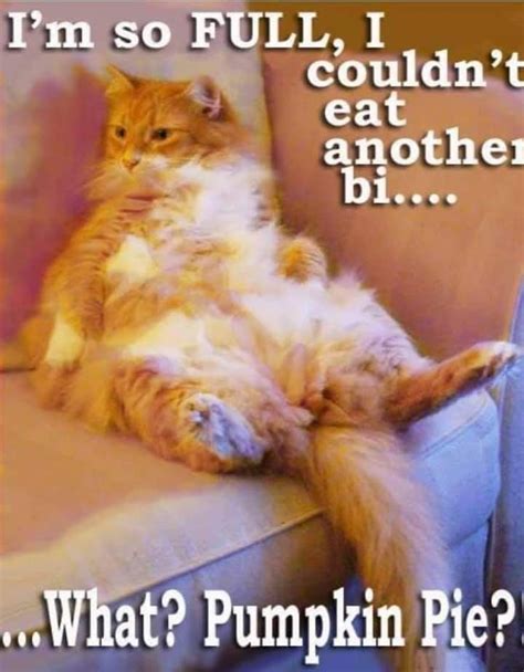 Pin By Virginia Lovell On Thanksgiving Day Funny Cute Cats Cat Memes