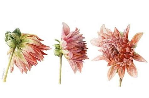 Elaine Searle Botanical Drawings Botanical Art Flower Painting