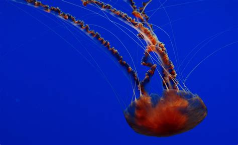 Fire Jellyfish By Shahar12 On Deviantart