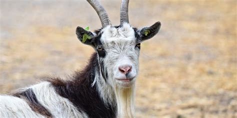 8 Common Goat Predators - And What You Can Do About Them - Predator ...