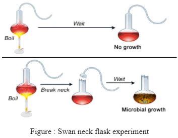 Louis Pasteur Experiment Swan Neck Flask