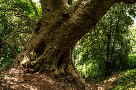 Alberi Madre Gli Alberi Monumentali Italiani