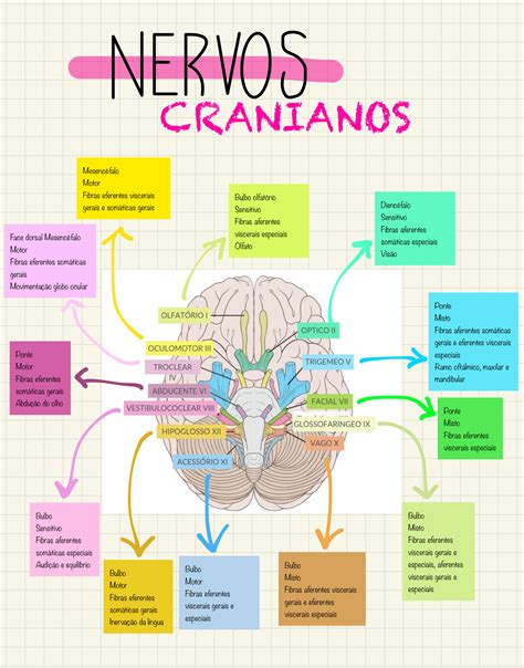 Anatomia Nervos Cranianos Anatomia I